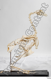 Chicken skeleton chicken skeleton 0047.jpg